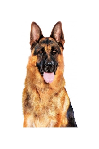 Royal Canin Loaf Mousse Büyük Irk Ezme Yetişkin Köpek Konservesi 410 G