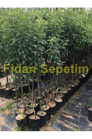 3 Yaş Aşılı Deveci Armut Fidanı N11.853