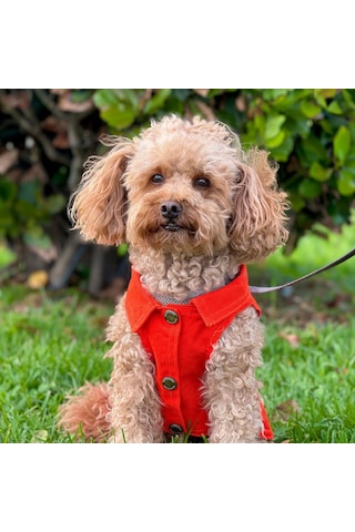 Yeni - Orange Renk Kot Köpek Yeleği - Küçük Irklar İçin Şık Ve Ra