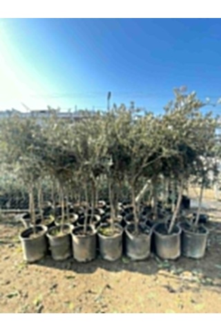 Saksıda Yarı Bodur Gemlik Zeytin Fidanı 4-5 Yaş 50-... Saksıda Yarı Bodur Gemlik Zeytin Fidanı 4-5 Yaş 50-...