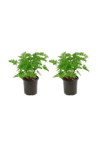 Videolu Öğretmenler Gününe Özel Itır Çiçeği 20 30 Cm 2 Adet Iç Mekan Bitkisi Pelargonium