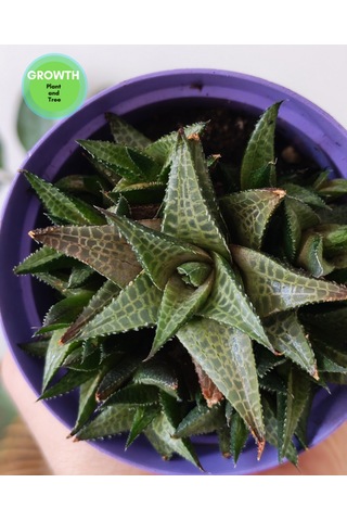 Haworthia Venosa 1 Adet