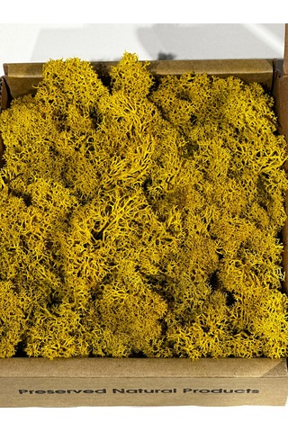 Reindermoss Şoklanmış Norveç Yosunu Terarium Yosunu Sarı 5 Kg.
