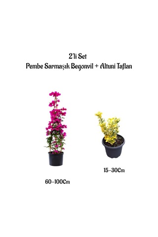Pembe Renk Sarmaşık Begonvil Çiçeği+altuni Taflan Çit Bitkisi Saksılı Dış Mekan Bitkileri