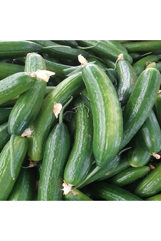 1 Kg Kapya Biber + 2 Kg Salatalık