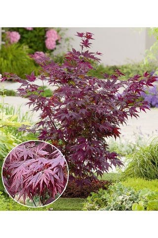 1 Adet 15-25 Cm Boylarında Japon Akçaağaç Fidanı