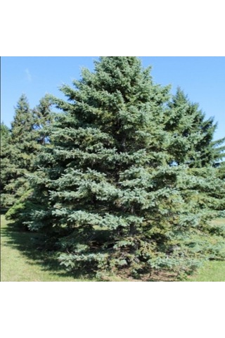 Picea Glauca Beyaz Ladin Tohumu 10 Tohum N112557