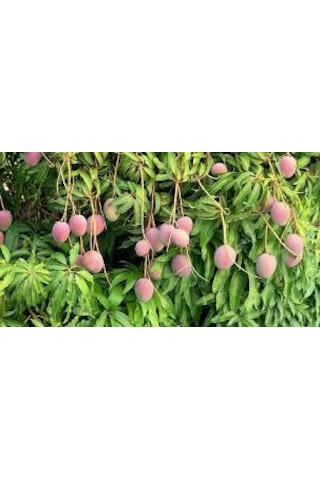 Tüplü Türkiye'De Yetişebilen Mango Fidanı N11.873