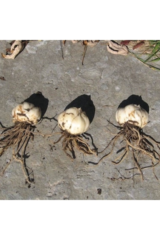 Kokulu Fancy Joy Sarı Zambak Çiçeği Soğanı (1 adet)