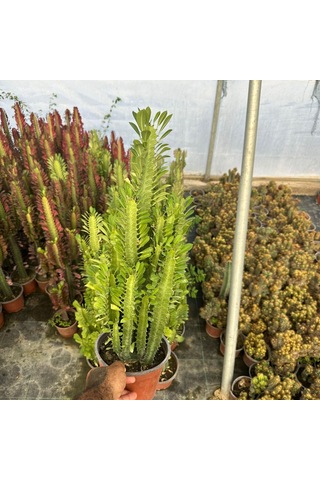 Bol Dallı Büyük Boy Euphorbia Trigona Green - Afrika Yeşil Süt Ağacı Kaktüsü 1 Adet