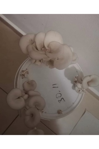 10 Lt Kova Da Istiridye Mantarı Hazır Kompost