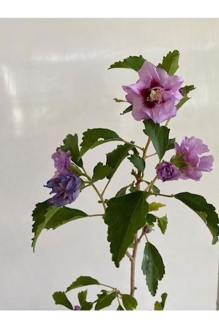 Pembe Renk Hatmi Çiçeği Ağacı 1 Adet Sakıslı/tüplü 40-70cm Dış Mekan Bahçe