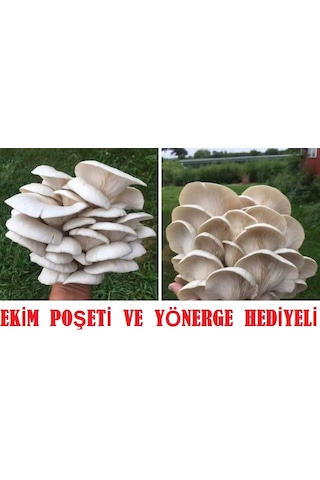 1000 Adet İstiridye Kavak Kayın Yaprak Mantarı Tohumu + Ekim Poşeti 1 adet