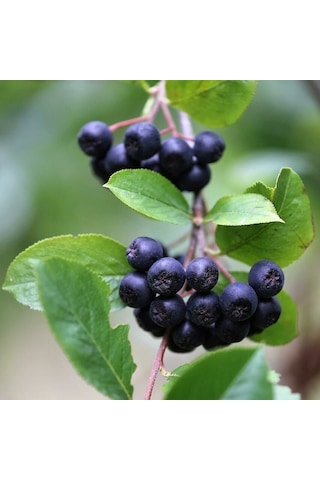 Tüplü Her Bölgeye Uygun 5 Adet Siyah Aronya Fidanı 20-40 Cm