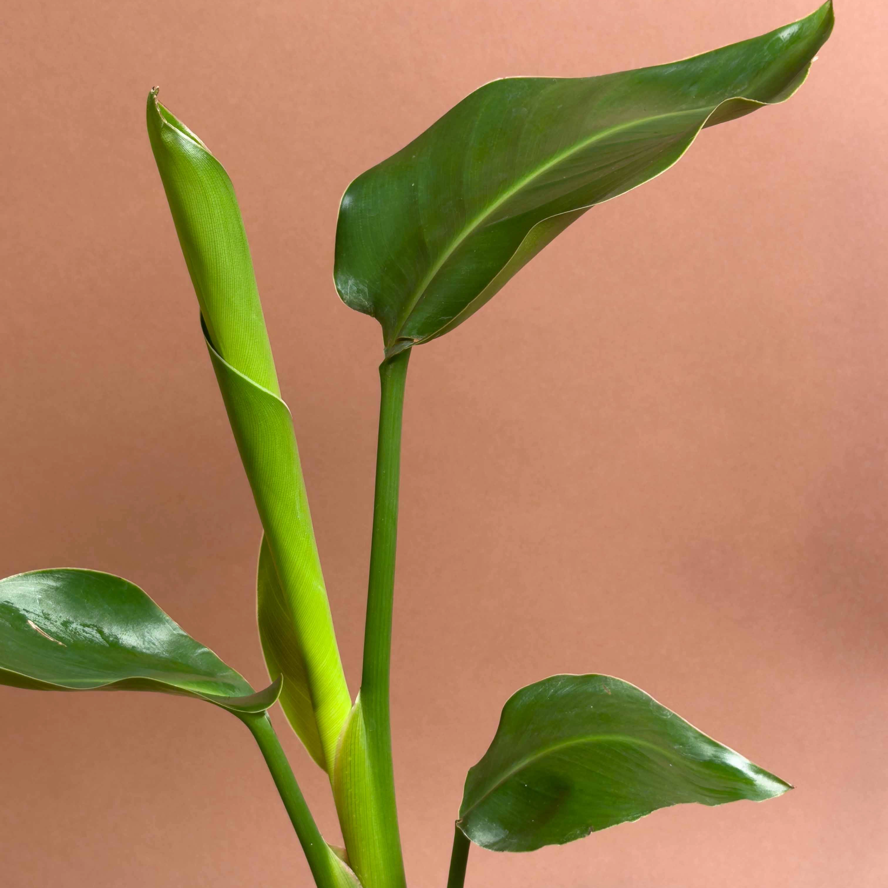 Baby Starliçe Strelitzia Reginae 35 Cm Canlı Yapraklı Kompakt Form
