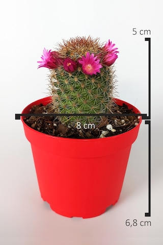 Mammillaria Spinosissima Lila Çiçekli Kaktüs Özel Tür 8.5 Saksıda