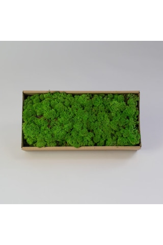 Trend Bahçe Forest Green Şoklanmış Reindermoss Teraryum Yosunu 50 G