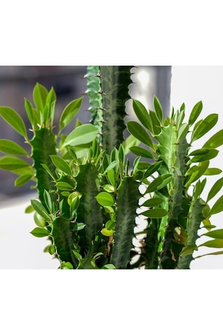 Sınırlı Üretim Euphorbia Trigona Green - Afrika Süt Ağacı Kaktüsü 5.5lik Saksıda, 18 Cm Ve Üzeri Boyda