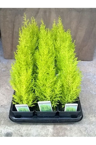 Kokulu Limon Çamı Fidanı 40 Adet Tüplü 15-25cm Hesperocyparis Macrocarpa