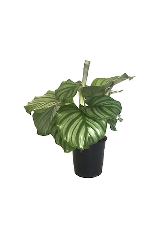 Calathea Orbifolia (Dua Çiçeği) Ø12 CM Y30-35 CM