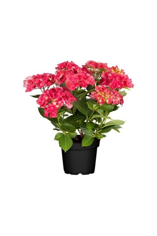Kırmızı Renk Ortanca Çiçeği 1 Adet Saksılı/tüplü 20-30cm Çiçekli Bitki