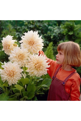Dev Çiçekli Cafe Au Lait Dahlia Yıldız Çiçeği Soğanı Yumrusu 1 Adet