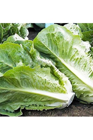 Göbekli Yedikule Marul Tohumu 100 Adet Tohum