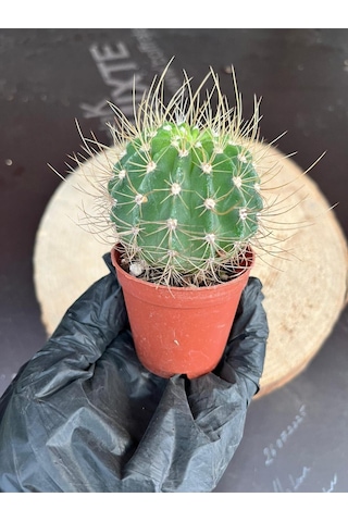 Echinopsis Eyriesii Kaktüs