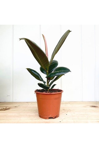 Kauçuk – Ficus Elastica 40- 60 cm