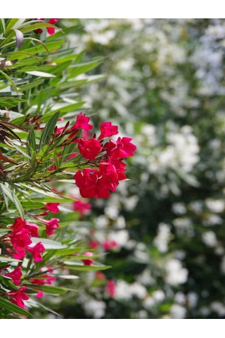 Videolu Zakkum Bitkisi Kırmızı 50-75 Cm Saksılı/tüplü Dış Mekan Bahçe Bitkisi Oleander Plant