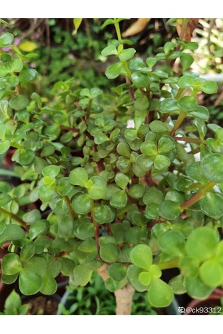 Para Yeşim Çiçeği 1 Adet Sukulent Dekoratif Bitki 10-15cm Crassula