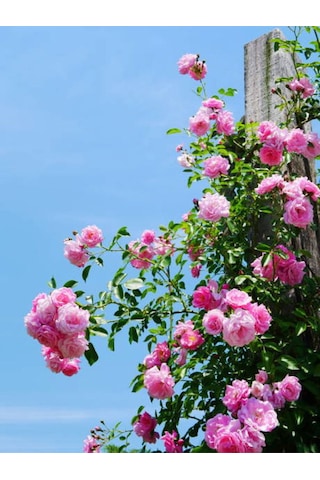 Videolu Pembe Ponpon Sarmaşık Gül Fidanı 1 Adet 80-120cm Dış Mekan Climbing Pink Ruffled Rose