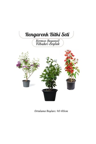 Renkli Bahçe Bitkileri Kırmızı Begonvil+ Filbahri Ağaç Şakayığı+ Mor Leylak Çiçeği