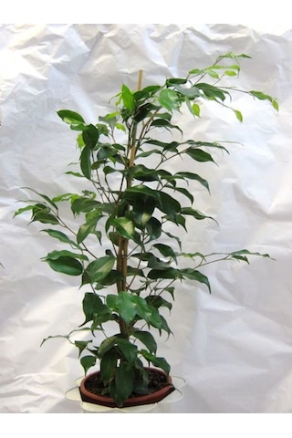 Yeşil Yapraklı Canlı Ev Ofis Salon Bitkisi 40-60cm Ficus Benjamina
