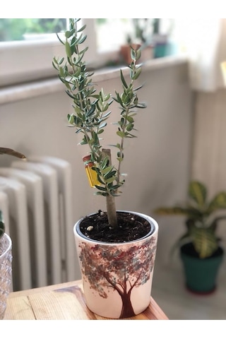 Midi Zeytin Ağacı - 25Cm