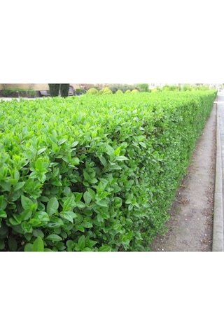 Fidan & Peyzaj - 10 Adet Ligustrum / Kurtbağrı /çit Bitkisi 1yaş