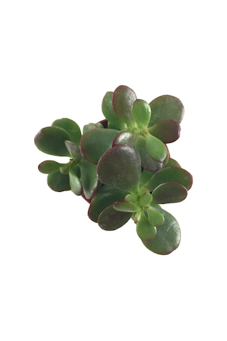 Crassula Ovata 'Minor' (Sukulent) Ø5,5 CM Y0-10 CM