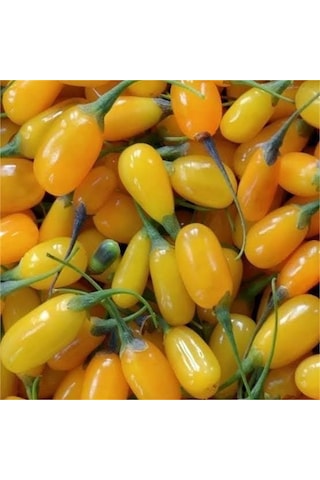 Saksıda Jumbo İri Taneli Sarı Gojiberry Fidanı