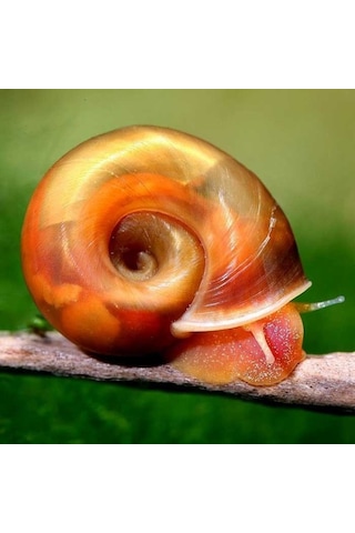 Ramshorn Salyangoz 5 Adet Karışık Renk