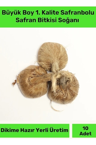 Premium Dikime Hazır Yerli Üretim Büyük Boy 1. Kalite Safranbolu Safran Bitkisi Soğanı