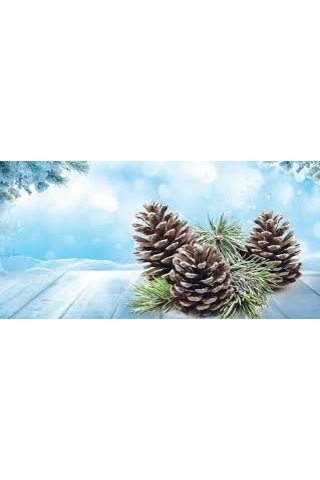 Little Trees Frosted Pine - Çam Ormanı Asmalı Oto Kokusu 6 Adet