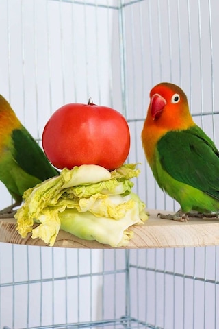 Çeyrek Daire Çivili Kuş Hamster Yemek Mama Tüneği, Uş Mama Tutucu, Doğal Ahşap Kuş Kafesi Tüneği