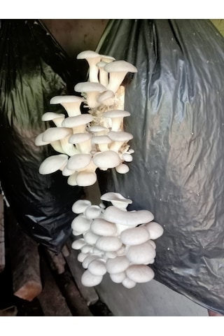 2 Kg Istiridye Mantarı Tohumu 1 adet