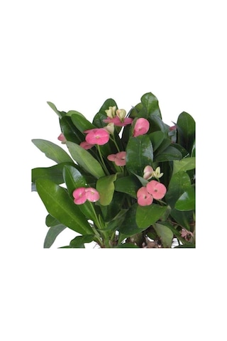 Ebruli Kırmmızı Dikenler Tacı Euphorbia Milii 10-20 Cm