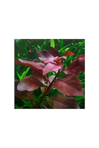Ludwigia Repens Rubin Saksı- Canlı Bitki Standart