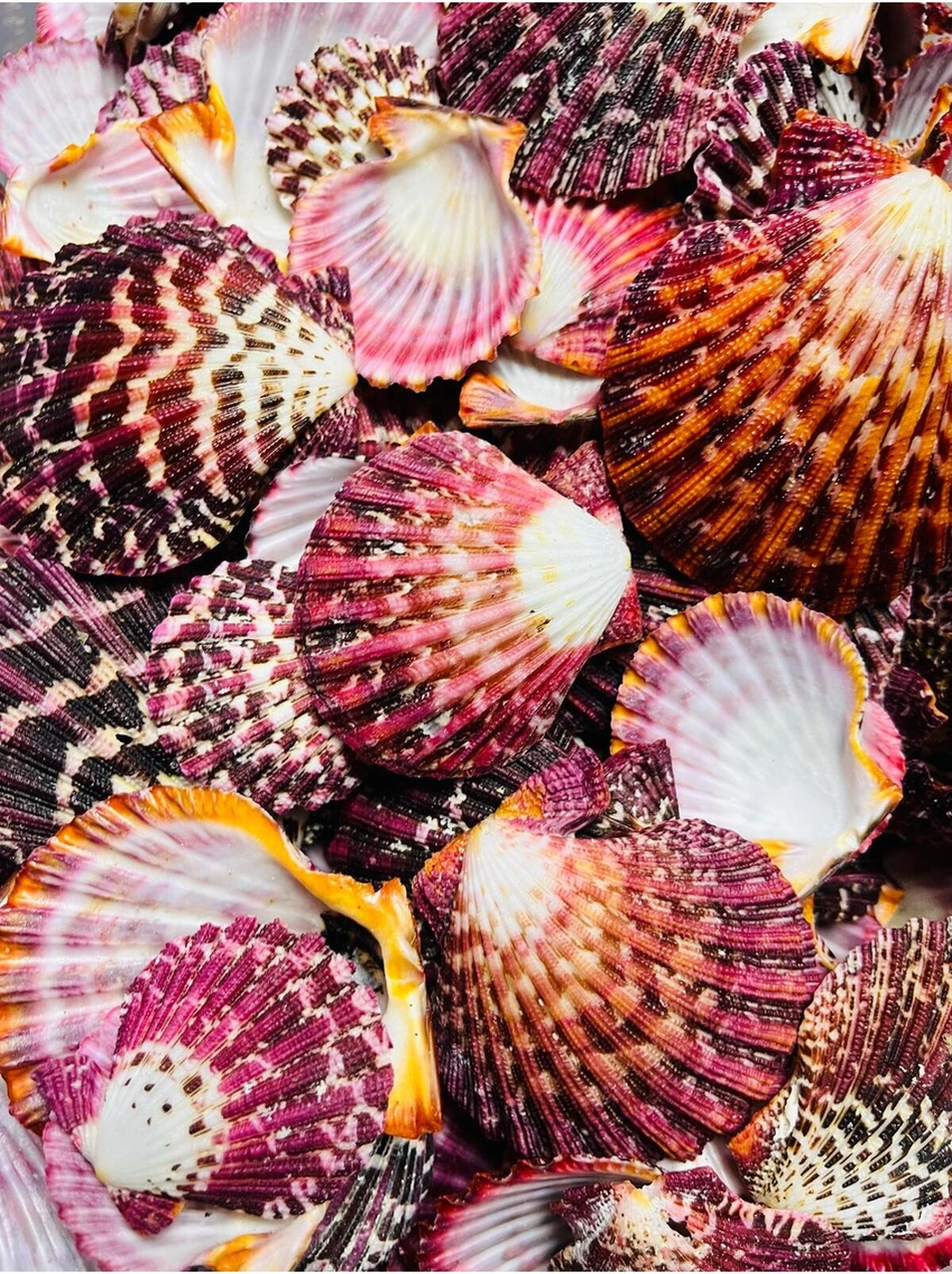 Gerçek Deniz Kabuğu - Colorfull Pecten - 100 Gr