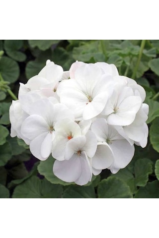 Pamuk Beyaz Sardünya Fidesi 10-20 Cm