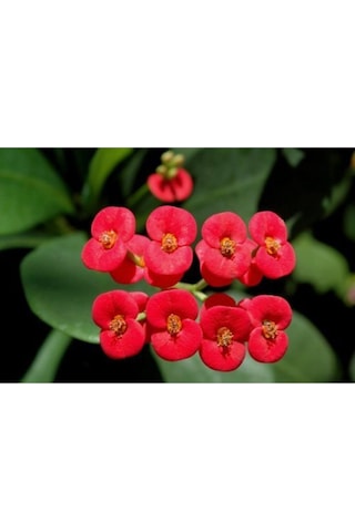 Videolu Kırmızı Dikenler Tacı Kaktüs 1 Adet Saksılı 20-40 Cm Iç Mekan Hediyelik Bitki Euphorbia