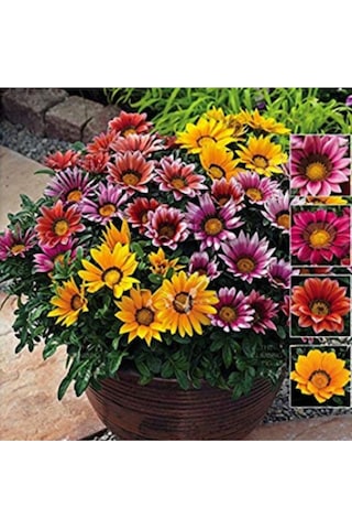 Karışık Gazanya Çiçeği Tohumu 10 Adet