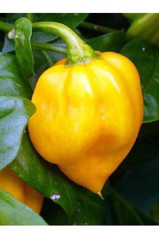 Yellow Habanero / 350.000 Scoville - Gerçek Taze Acı Biber